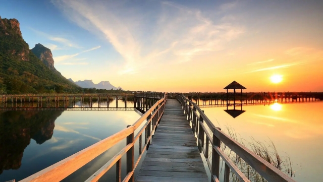 园林绿化桂花树间距